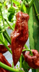 fatalii chocolate